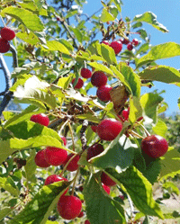 Cherry Festival in La Luz, NM June 2026