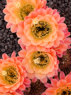 Fine art reproduction in Las Cruces