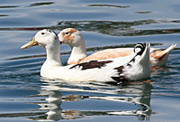 Bird Watching in Las Cruces