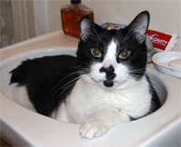 How to Give a Cat a Bath