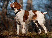Brittany Spaniel Dog