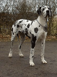 Great Dane Dog