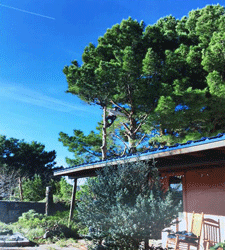 Pine tree removal in Las Cruces