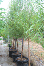 Shade trees in Las Cruces