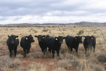 Cattle at the Heartstone Angus Ranch near Silver City, NM