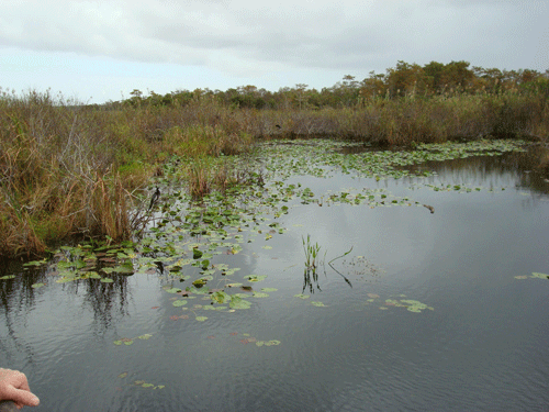Everglades, Florida