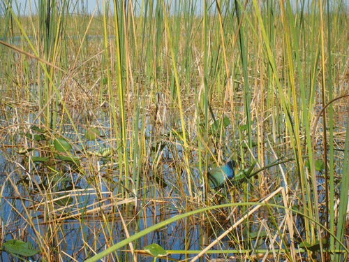 Bird in Everglades, Florida