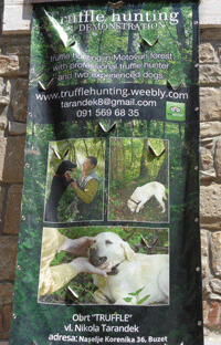 Truffle hunting in The Istrian Peninsula, Croatia