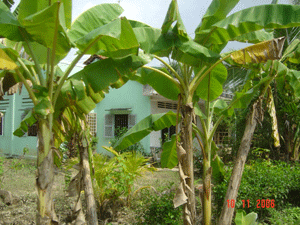 Banana trees in Mekong Delta, Vietnam
