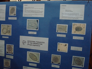 Lab at the OFI Center in Borneo, Asia