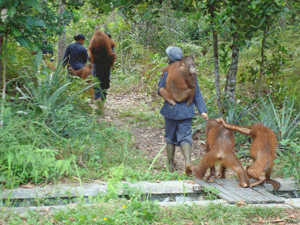 Play time at the OFI Center in Borneo, Asia