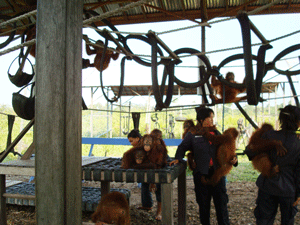 Orangutans playing at the OFI Center in Borneo, Asia
