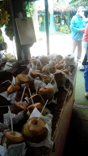 Coconut drink in Salalah, Oman
