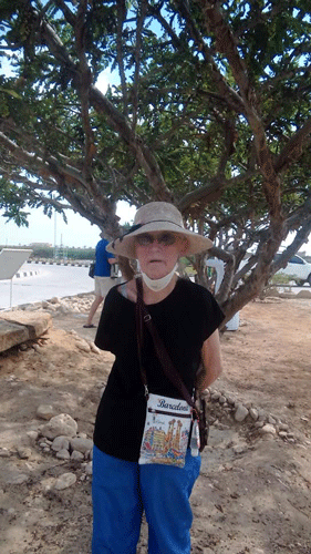 Frankincense tree in Salalah, Oman