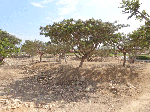 Frankincense tree grove in Salalah, Oman
