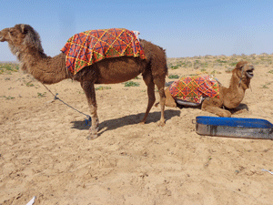 Camels on the Silk Road