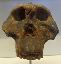 Early man exhibit in Dar es Salaam, Tanzania