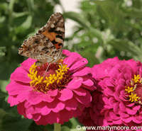 Gardening in Las Cruces