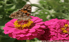 Gardening in the Desert Southwest